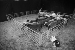 Julian Vogel – Cie. unlisted