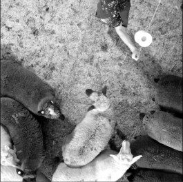 Julian Vogel – Cie. unlisted